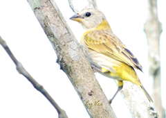 Sicalis flaveola