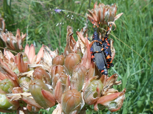Image of Aloe ecklonis by (c) Hlengiwe Mtshali, some rights reserved (CC BY-SA)