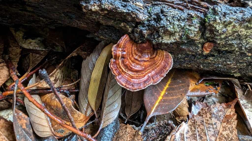Microporus affinis · June 2024 · photo: © atsushi_nakajima_cirque (iNaturalist, cc-by)