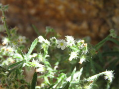 Johnstonella racemosa