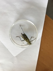 Demonax notabilis