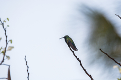 Eulampis holosericeus