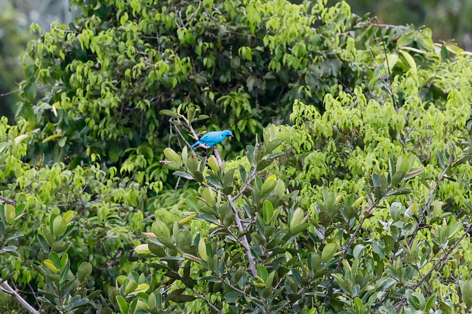 Plum-throated Cotinga (Cotinga maynana), photo 9