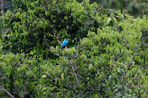 Plum-throated Cotinga (Cotinga maynana), photo 9