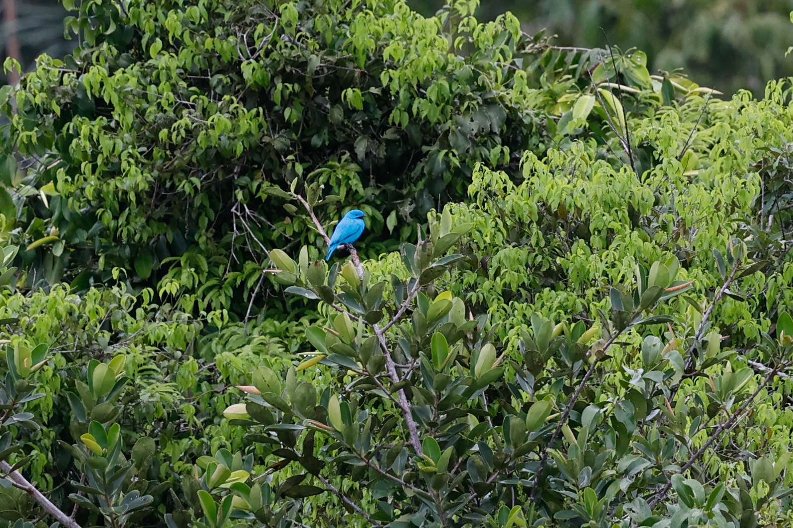 Plum-throated Cotinga (Cotinga maynana), photo 8