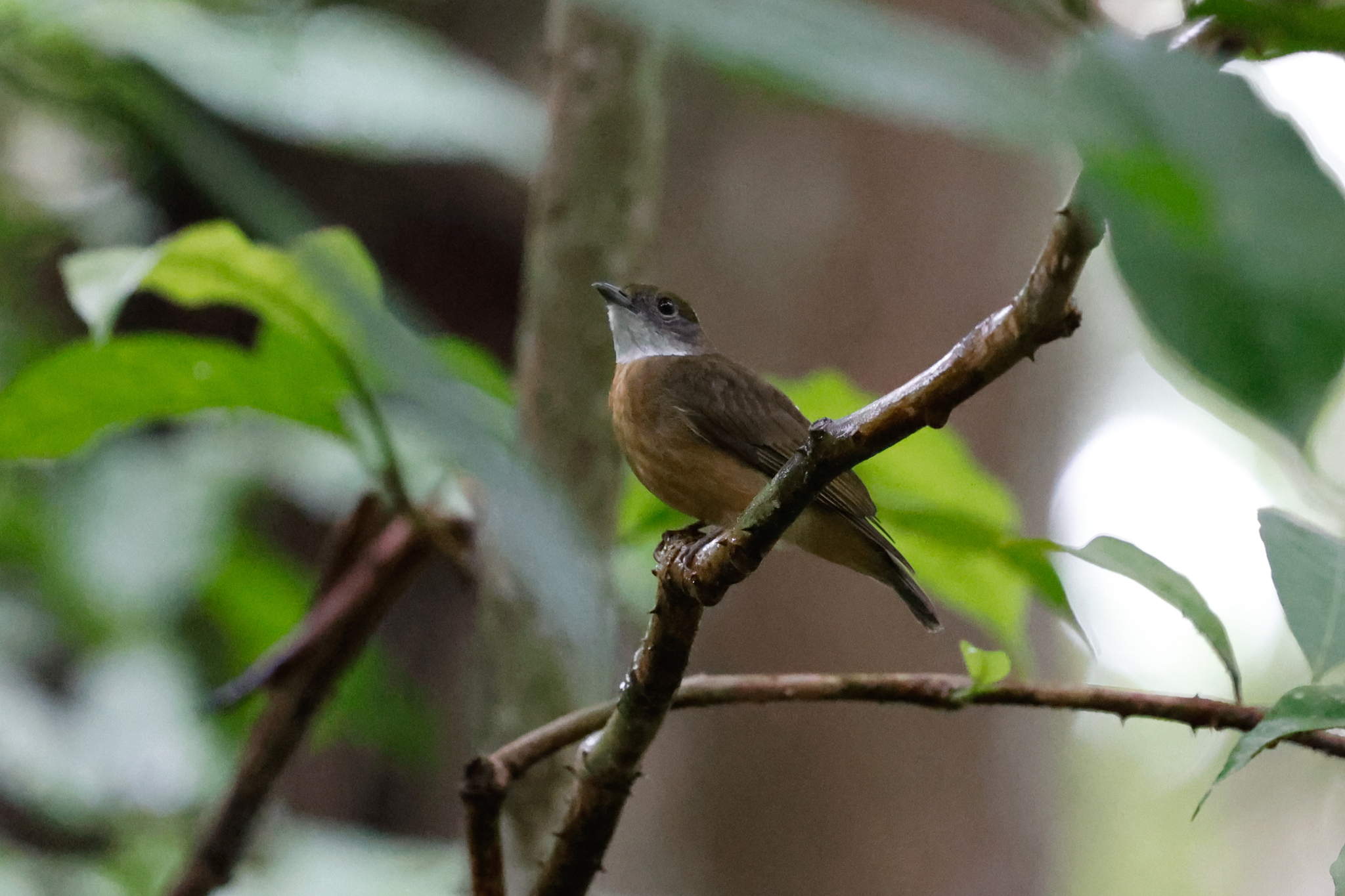 Orange-crested Manakin (Heterocercus aurantiivertex), photo 2