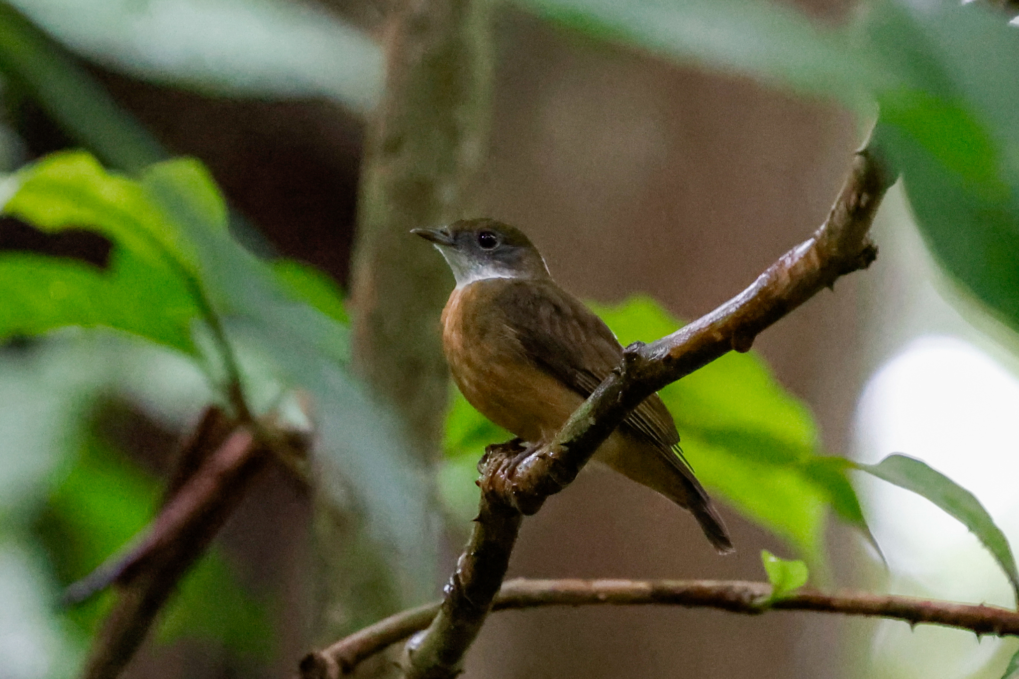 Orange-crested Manakin (Heterocercus aurantiivertex), photo 1