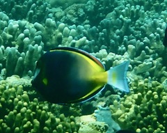 Acanthurus japonicus