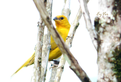 Sicalis flaveola