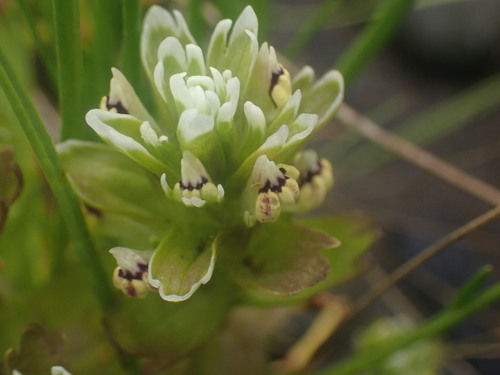 Johnny-nip (Castilleja ambigua)