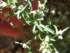 Johnstonella racemosa