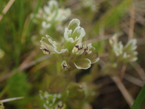Image of Johnny-Nip (Castilleja ambigua) by no rights reserved
