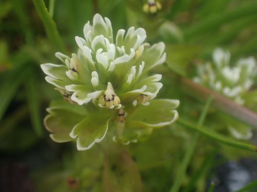 Image of Castilleja ambigua by no rights reserved