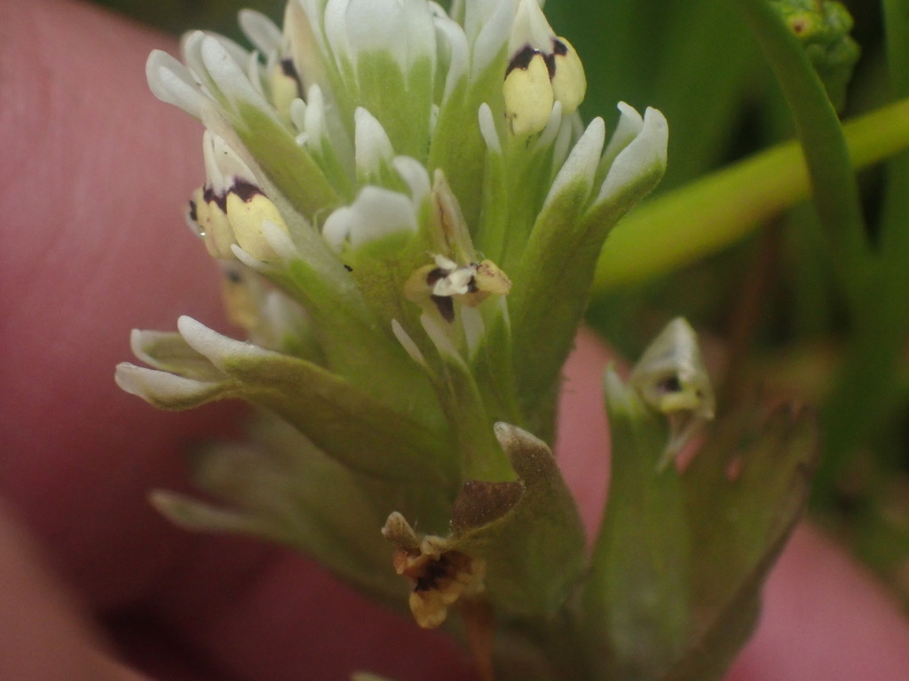 Johnny-nip (Castilleja ambigua)