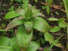 Fritillaria camschatcensis