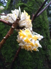 Edgeworthia chrysantha