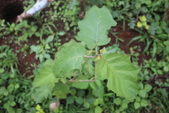 Solanum torvum
