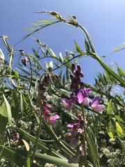 Lathyrus jepsonii