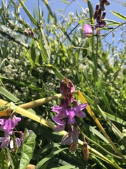 Lathyrus jepsonii