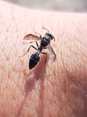 Polybia occidentalis