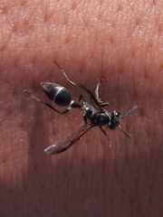 Polybia occidentalis