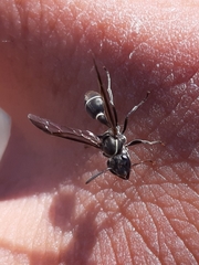 Polybia occidentalis