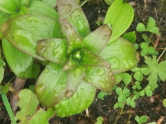 Fritillaria camschatcensis