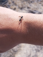 Polybia occidentalis