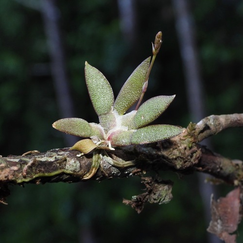 Macroclinium bicolor, photograph 5