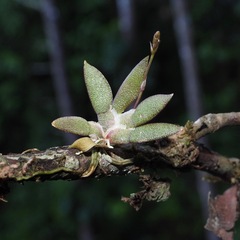 Macroclinium bicolor, photograph (c) Grete Pasch, some rights reserved (CC BY)