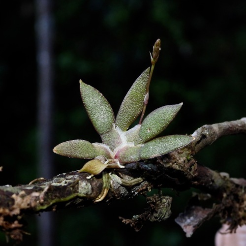 Macroclinium bicolor, photograph 4
