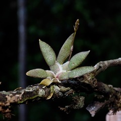 Macroclinium bicolor, photograph (c) Grete Pasch, some rights reserved (CC BY)