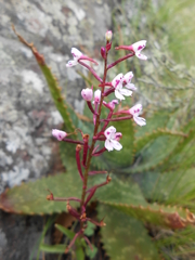 Disa saxicola