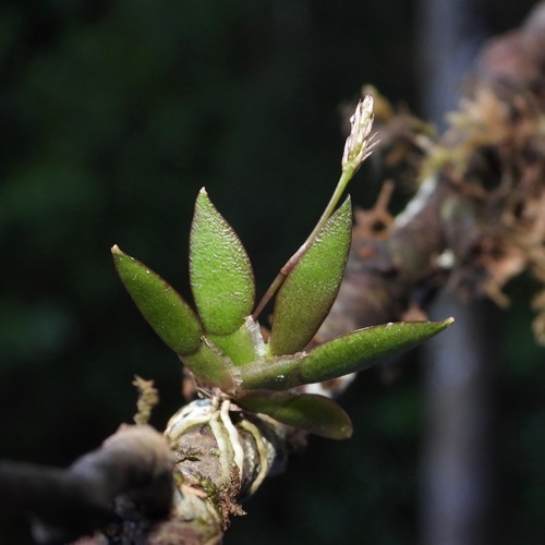 Macroclinium bicolor, photograph 3
