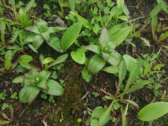 Fritillaria camschatcensis
