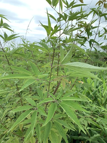 Vitex negundo iNat (1)
