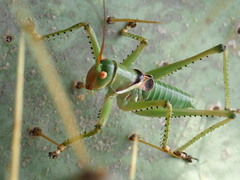 Neobarrettia spinosa