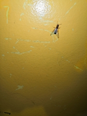 Formicidae