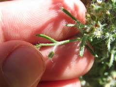 Johnstonella racemosa