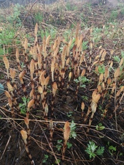 Equisetum arvense