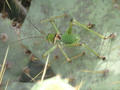 Neobarrettia spinosa