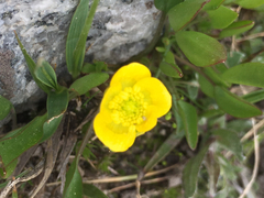 Ranunculus alismifolius
