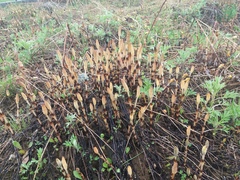 Equisetum arvense