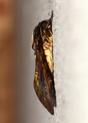 Acherontia styx