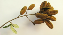 Trigonia nivea pubescens