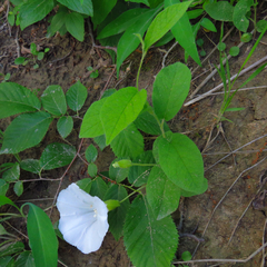 Calystegia spithamaea