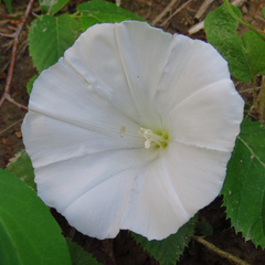Calystegia spithamaea