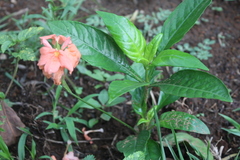 Crossandra infundibuliformis