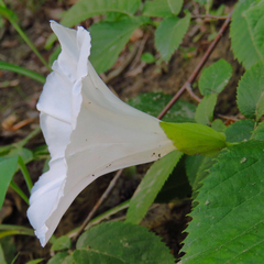Calystegia spithamaea