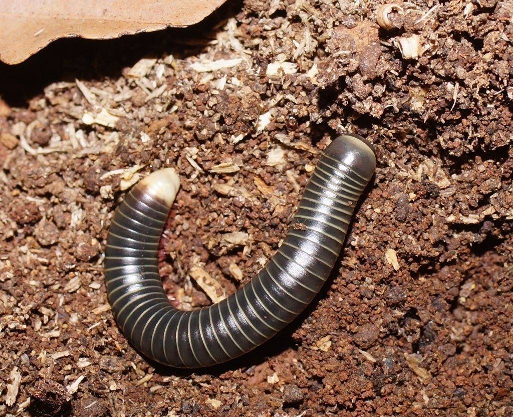 Dimerogonus